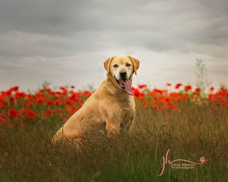 golden labrador sat in poppy field