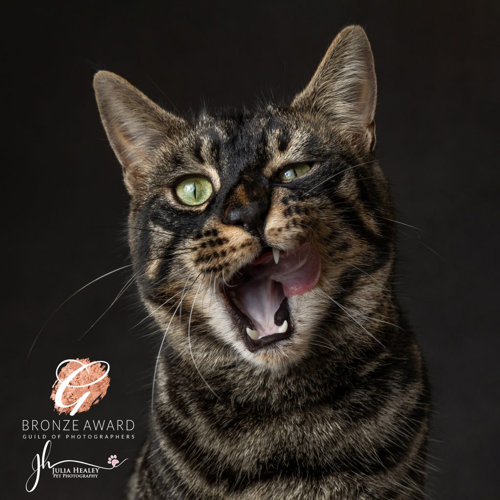 bronze pets 2 copy 3